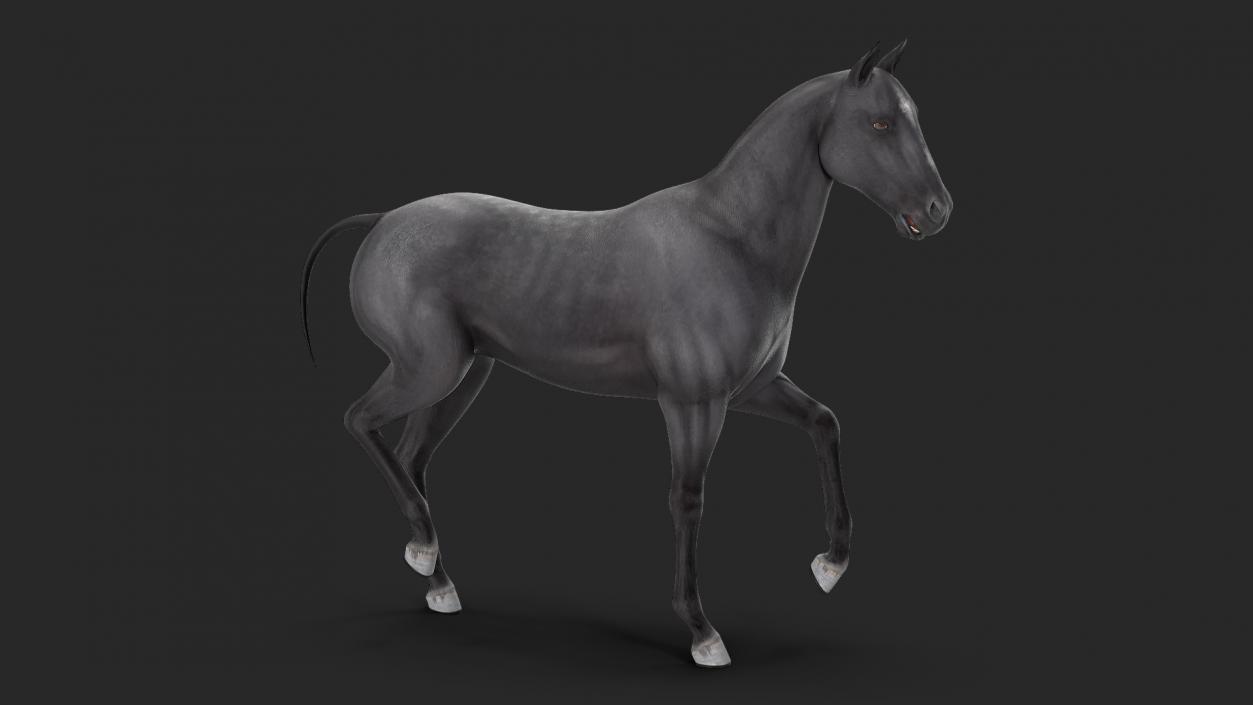 3D Horse Black Rigged model