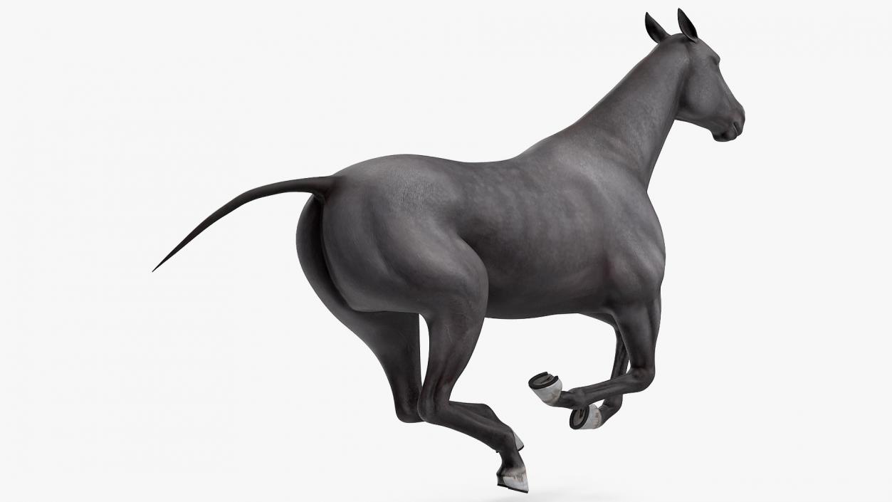 3D Horse Black Rigged model