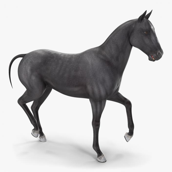 3D Horse Black Rigged model