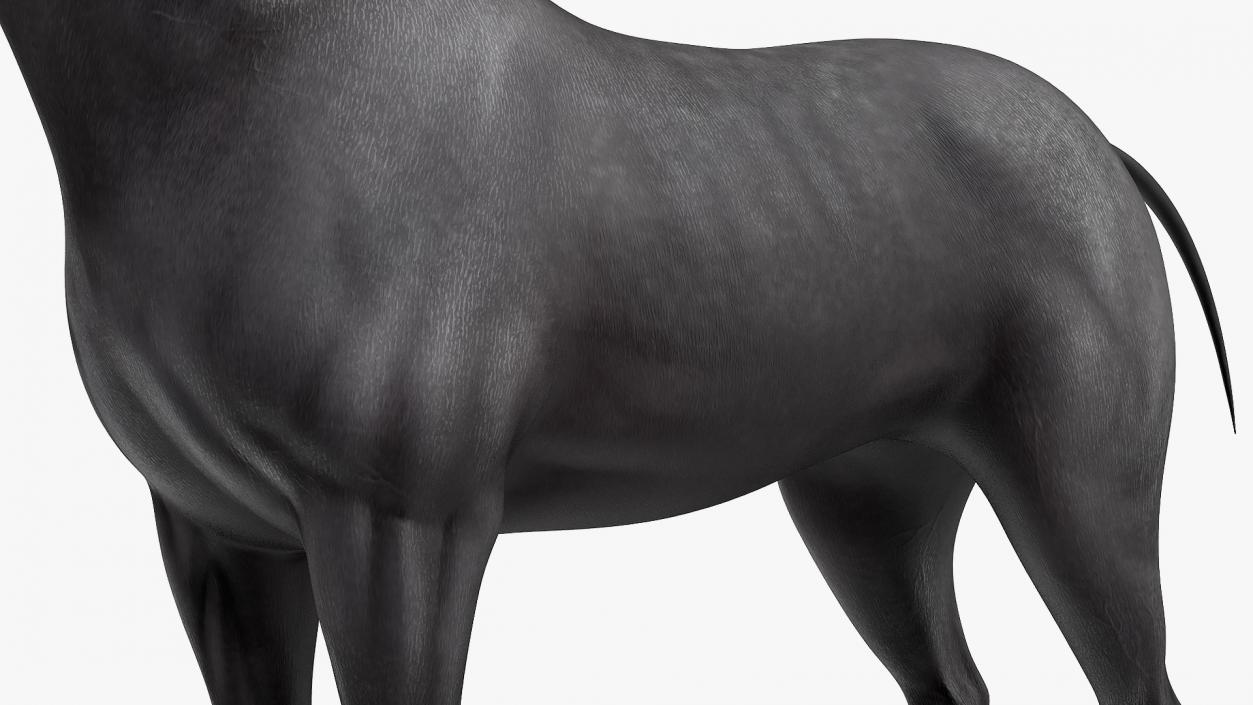 3D Horse Black Rigged model