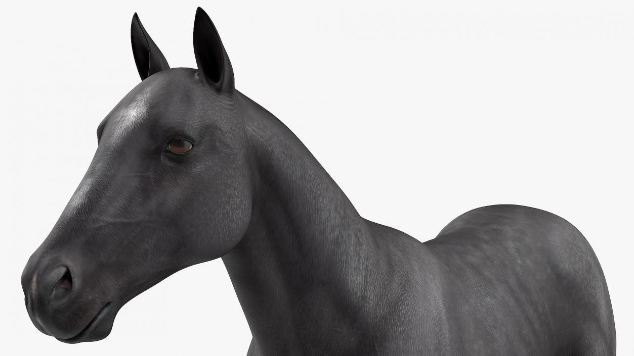 3D Horse Black Rigged model