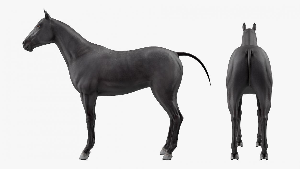 3D Horse Black Rigged model