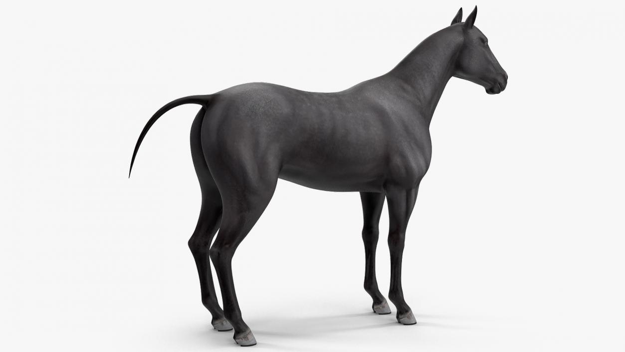 3D Horse Black Rigged model