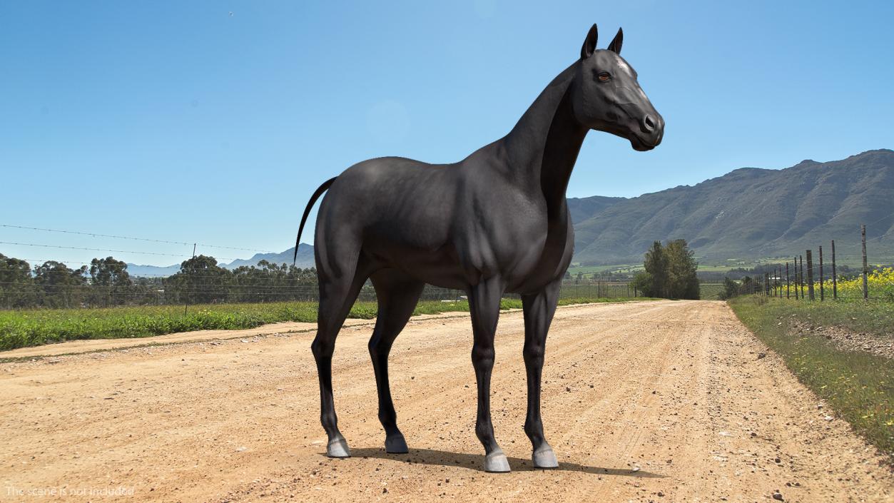 3D Horse Black Rigged model