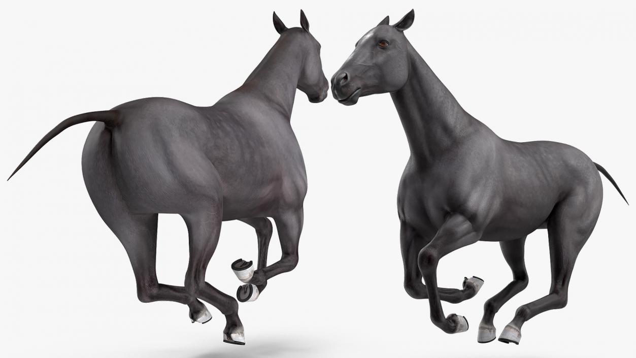 3D Horse Black Rigged model