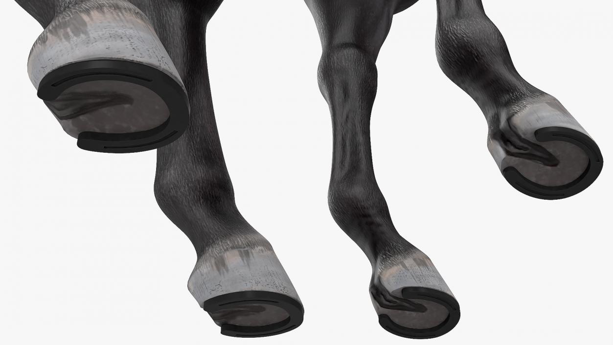 3D Horse Black Rigged model