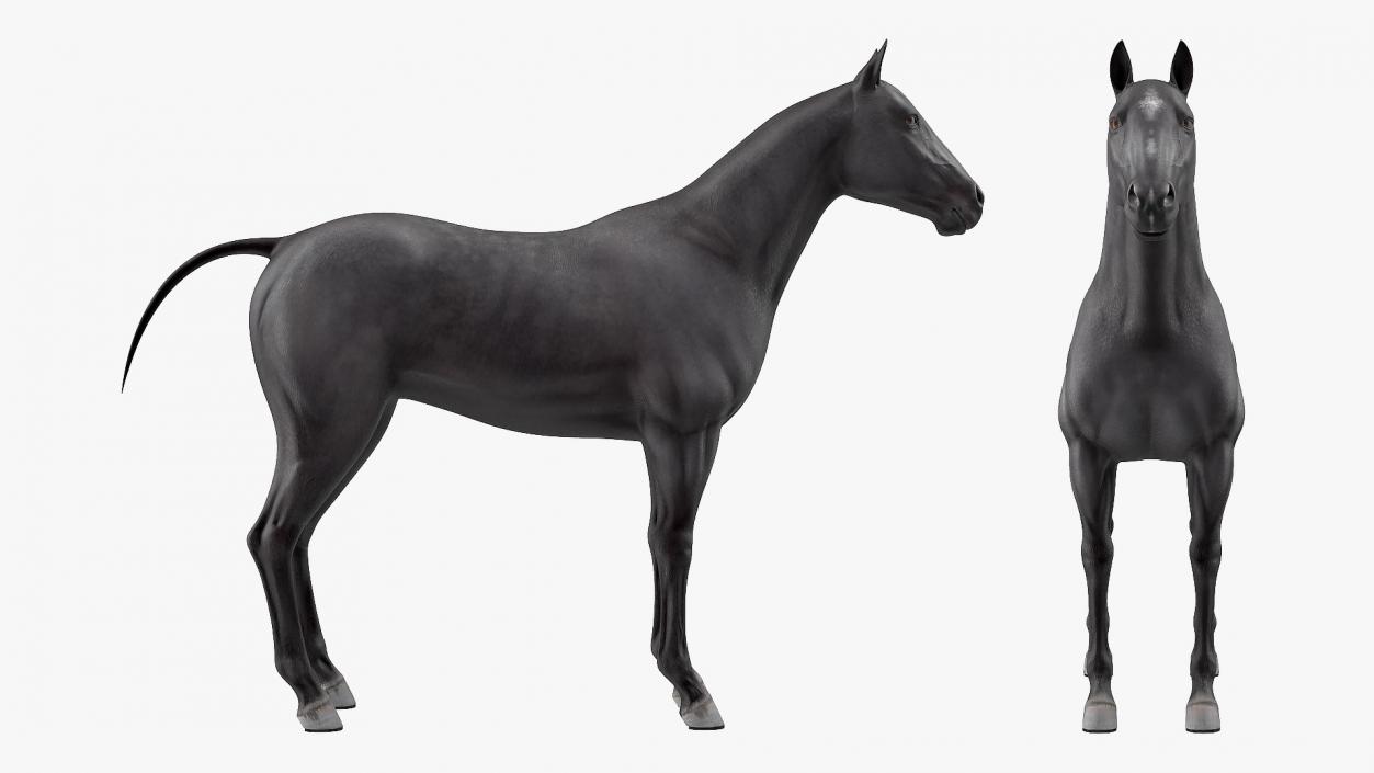 3D Horse Black Rigged model