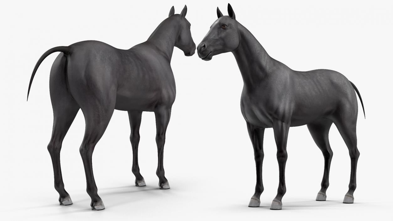 3D Horse Black Rigged model