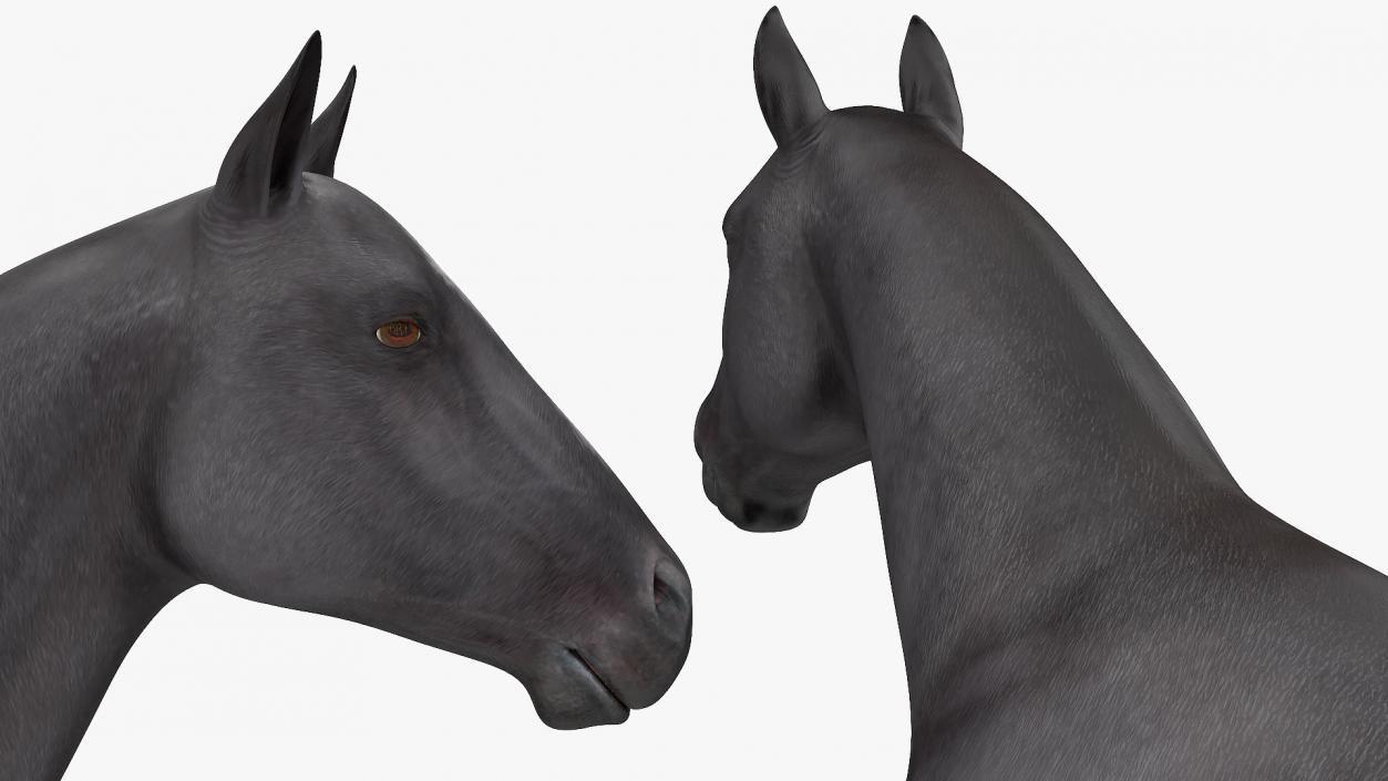 3D Horse Black Rigged model