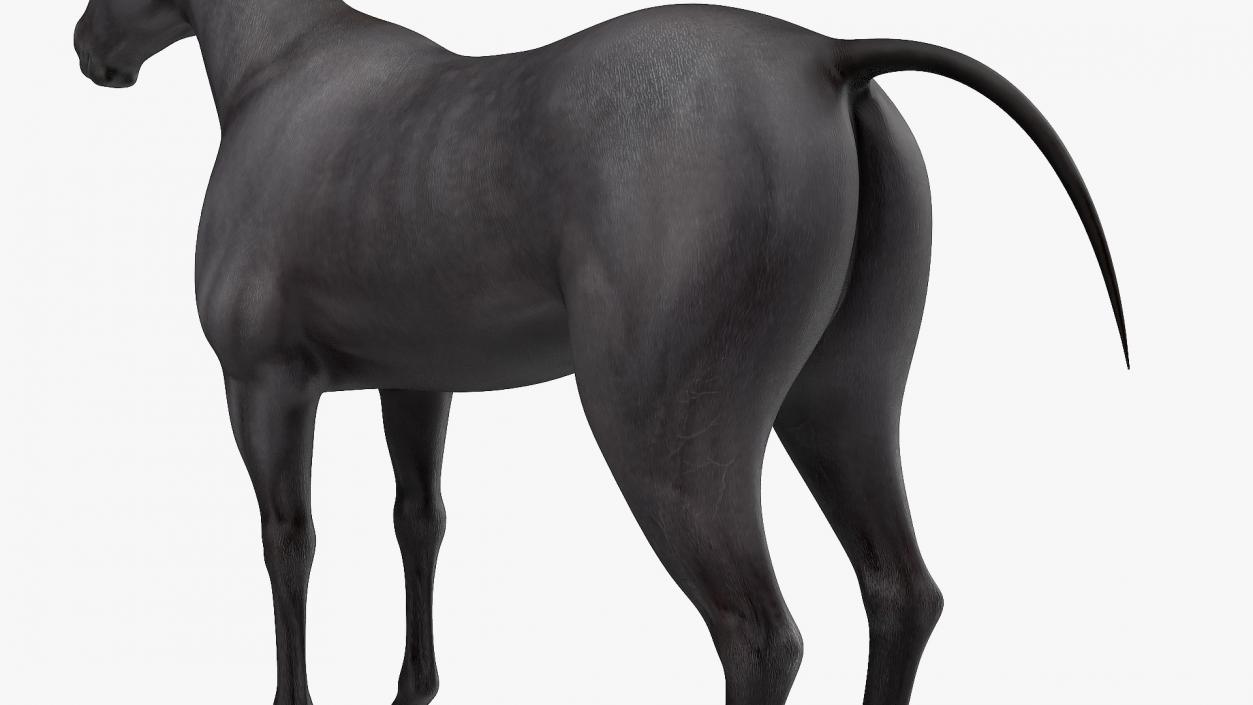 3D Horse Black Rigged model