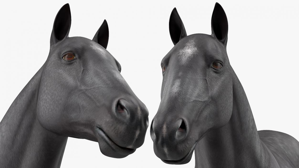 3D Horse Black Rigged model