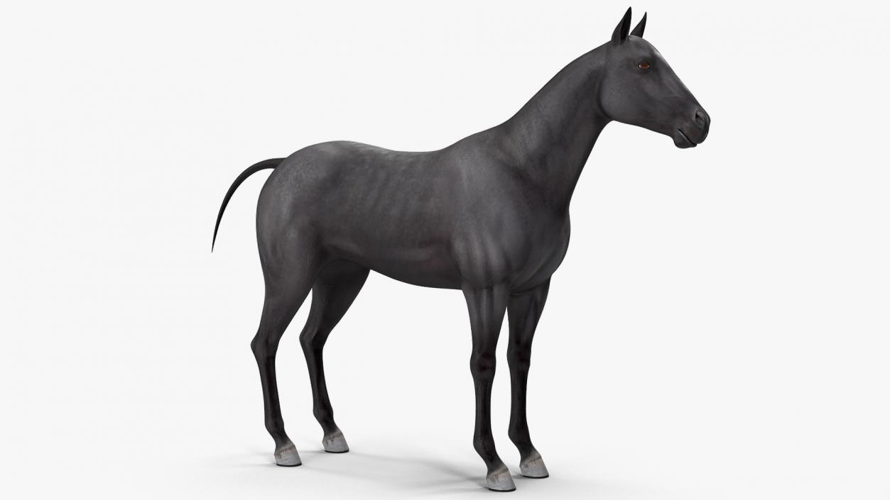 3D Horse Black Rigged model