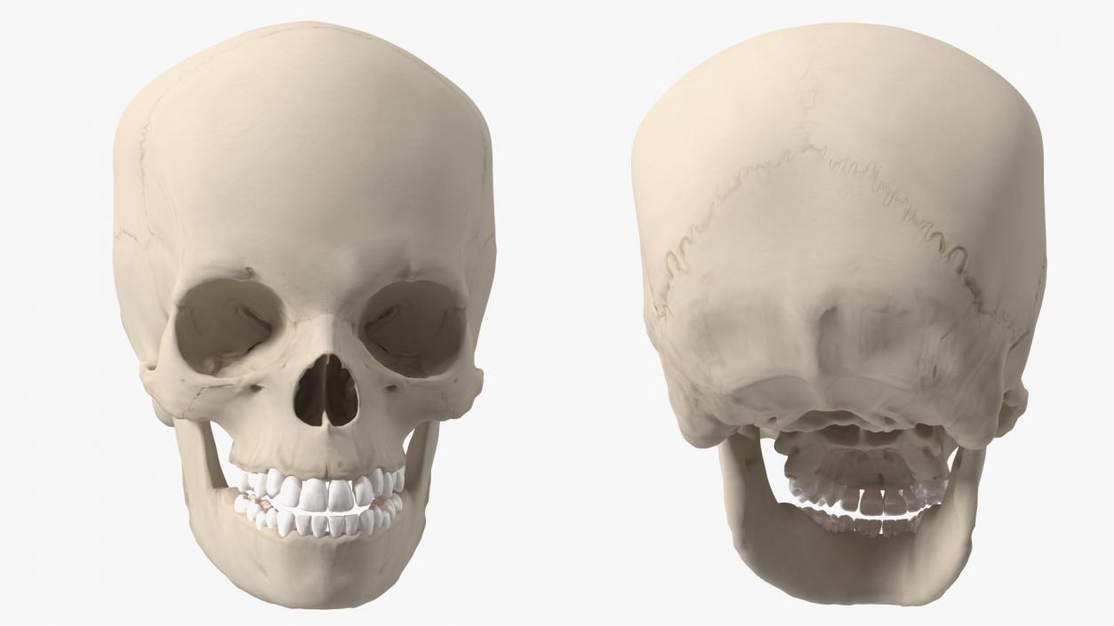 Boy Anatomy Skull 3D