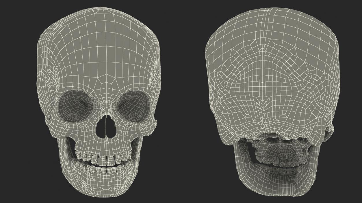 Boy Anatomy Skull 3D