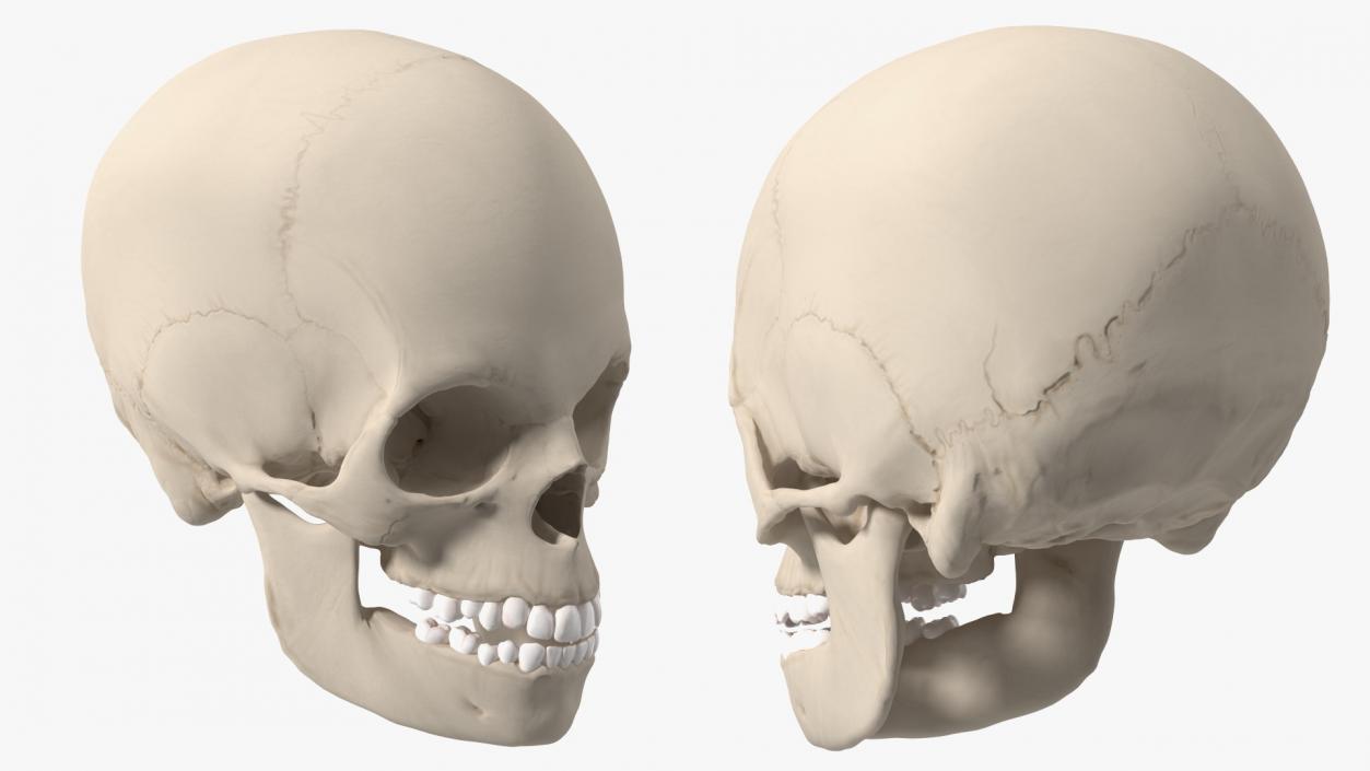 Boy Anatomy Skull 3D