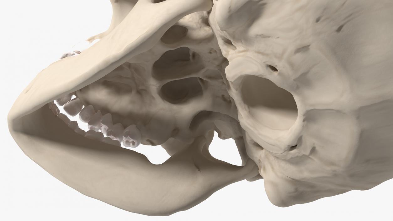 Boy Anatomy Skull 3D