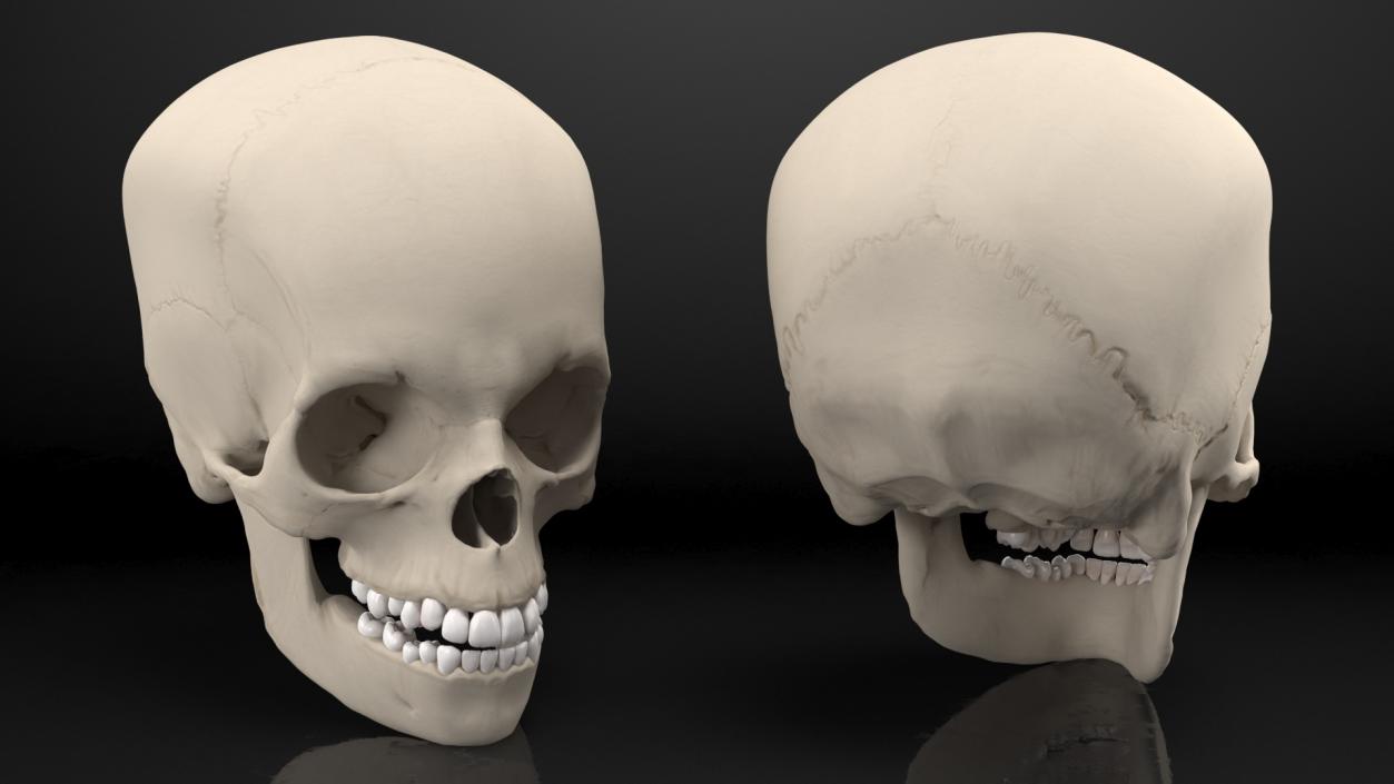 Boy Anatomy Skull 3D