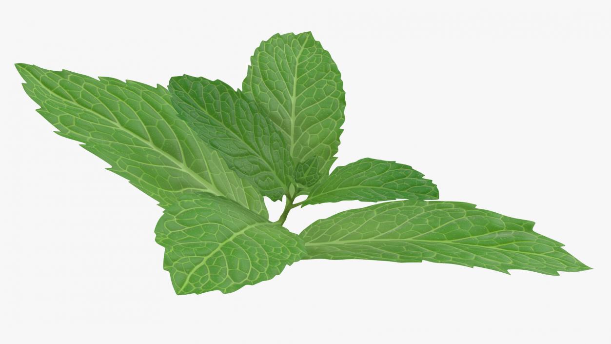 Fresh Mint Leaves 3D