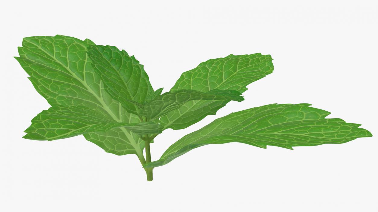 Fresh Mint Leaves 3D