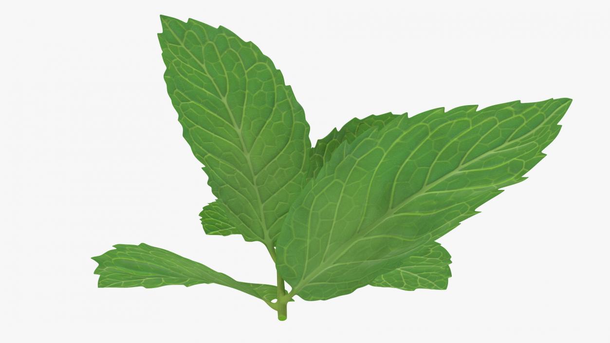 Fresh Mint Leaves 3D