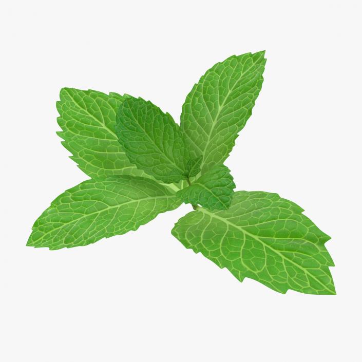 Fresh Mint Leaves 3D