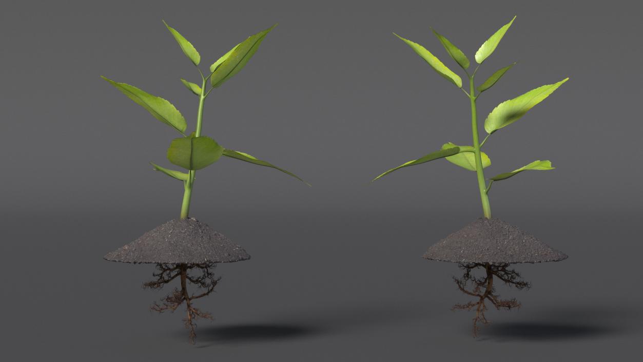 Young Plant with Roots 3D