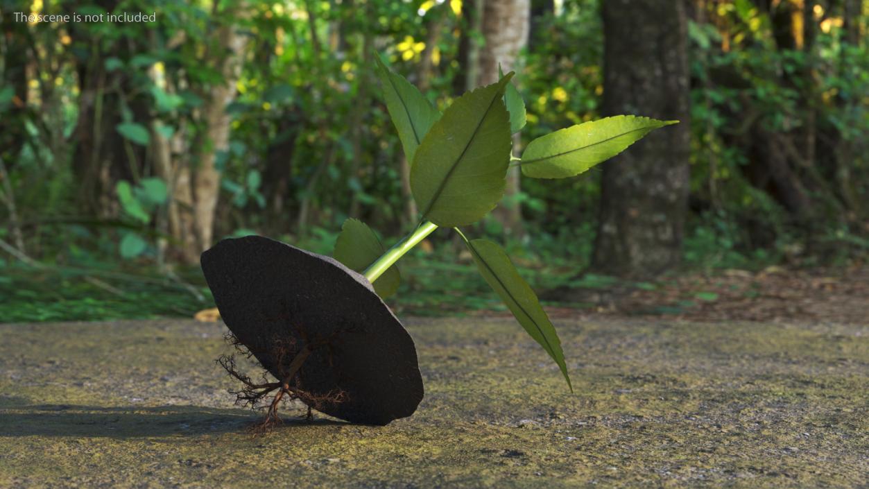 Young Plant with Roots 3D