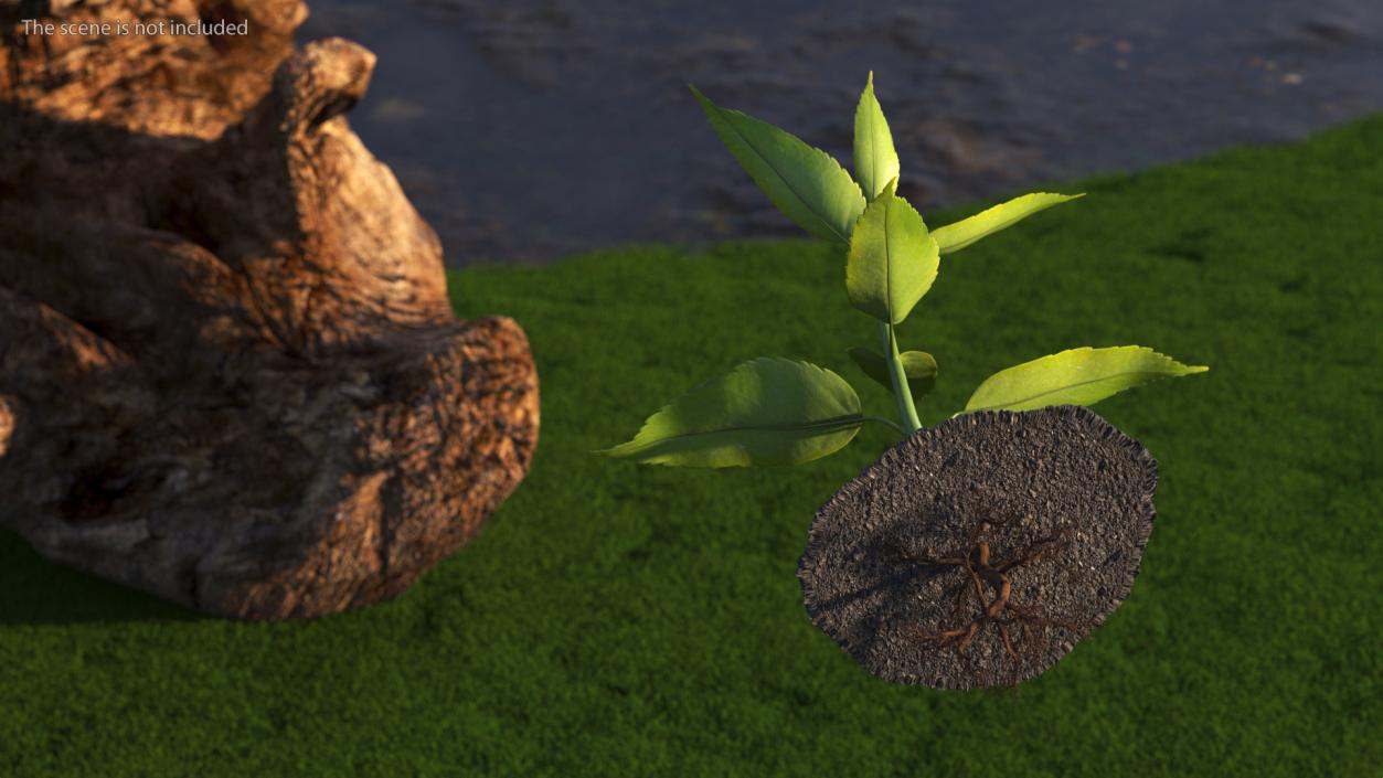 Young Plant with Roots 3D