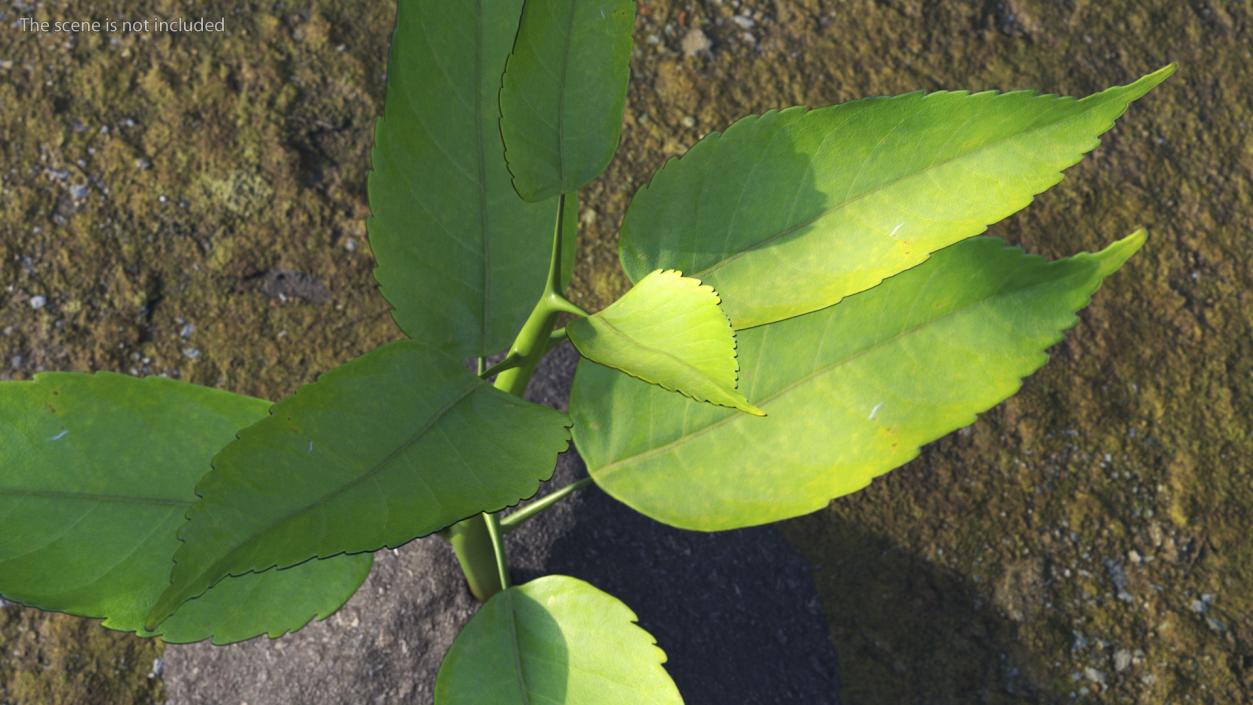 Young Plant with Roots 3D