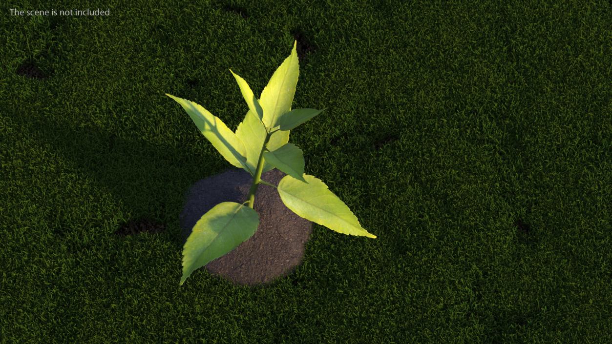 Young Plant with Roots 3D