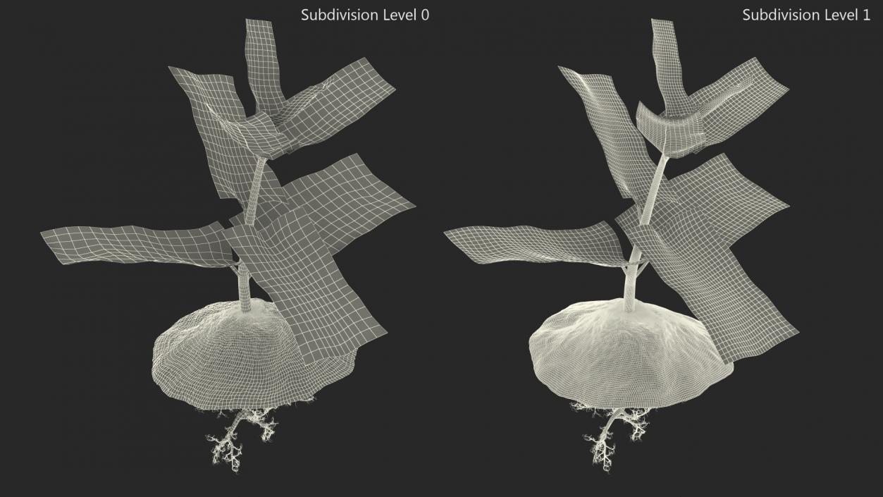 Young Plant with Roots 3D