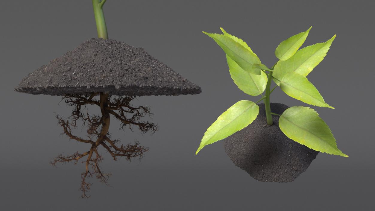 Young Plant with Roots 3D