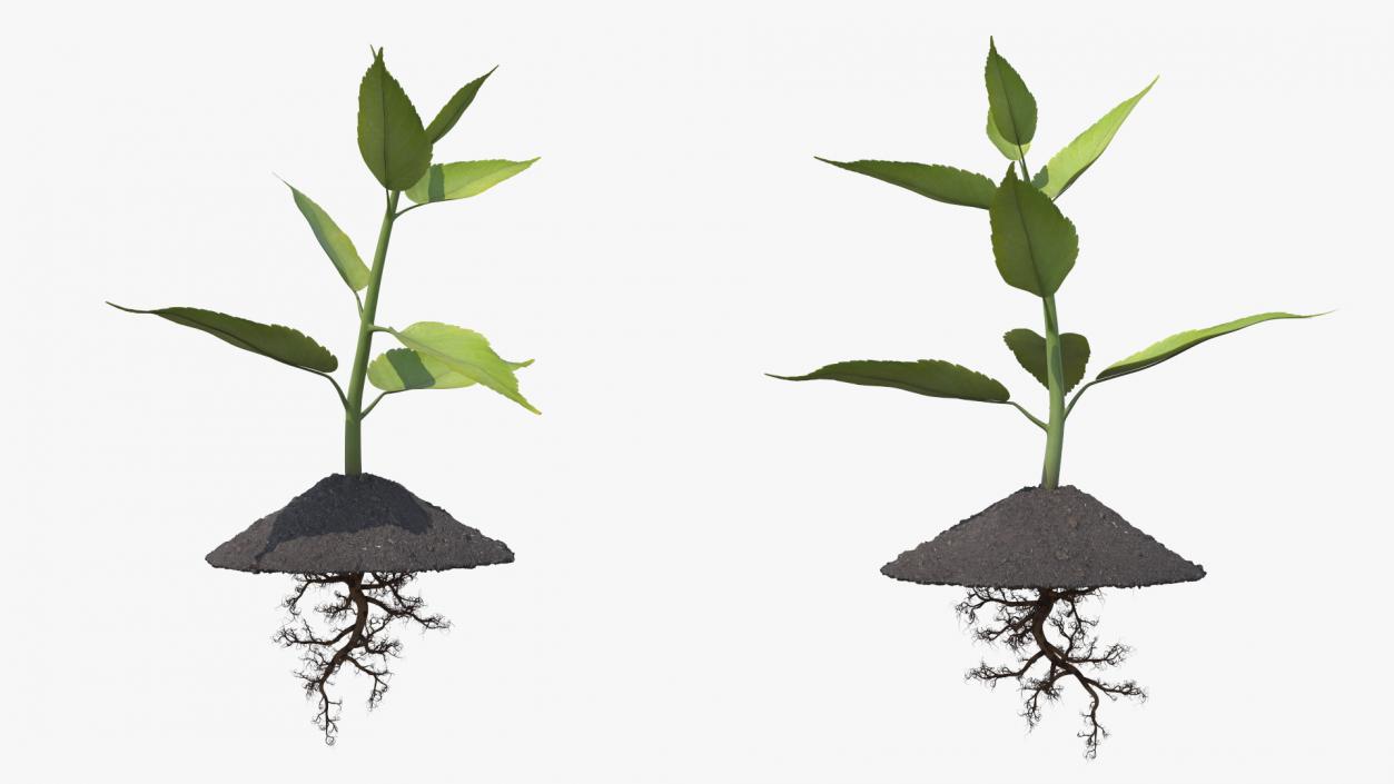 Young Plant with Roots 3D