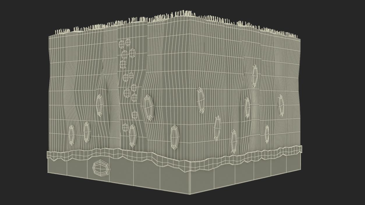 3D Ciliated Epithelium 2