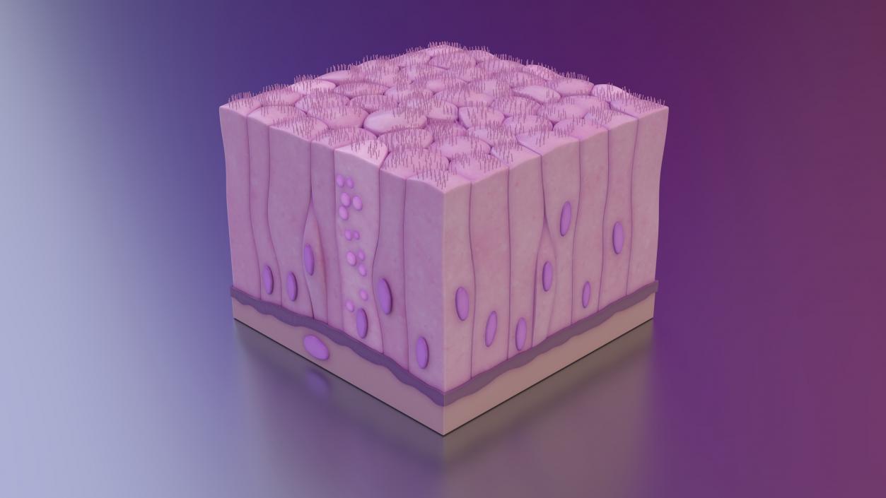 3D Ciliated Epithelium 2