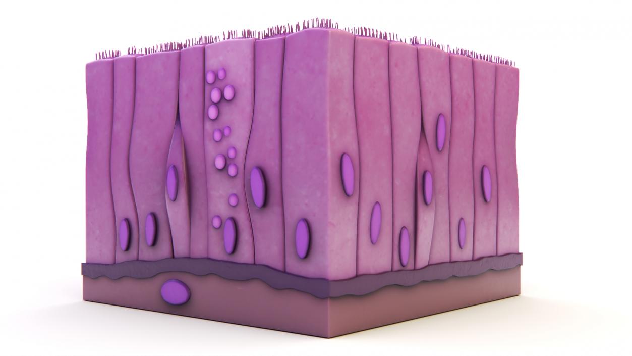 3D Ciliated Epithelium 2