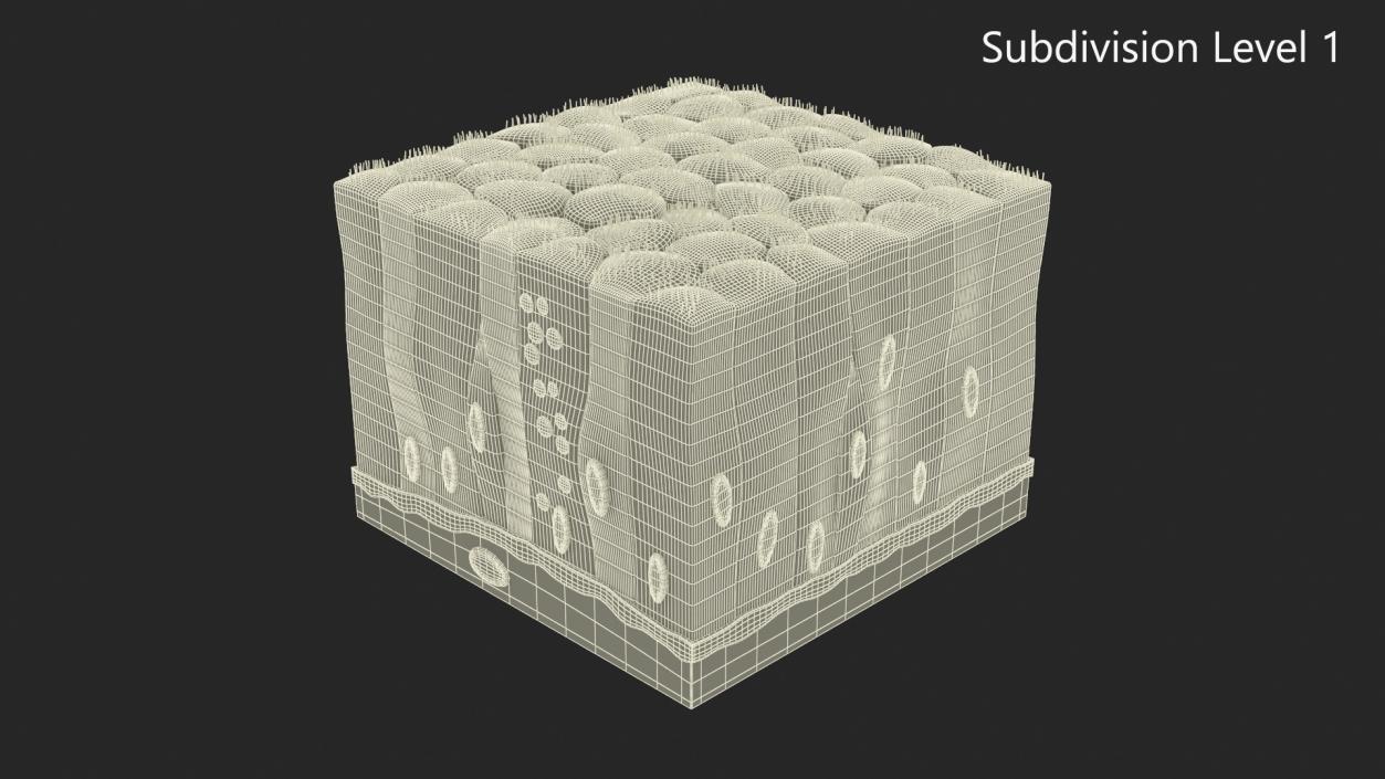 3D Ciliated Epithelium 2