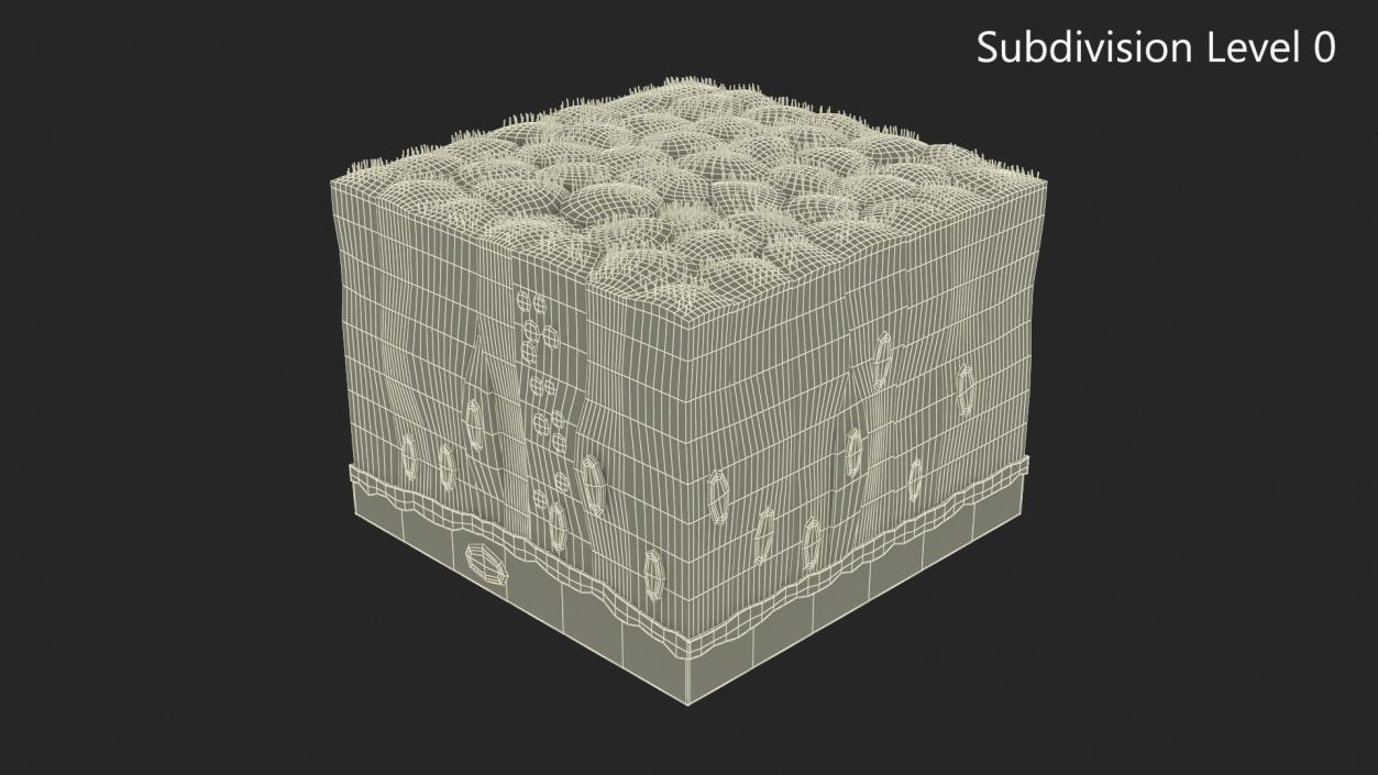 3D Ciliated Epithelium 2