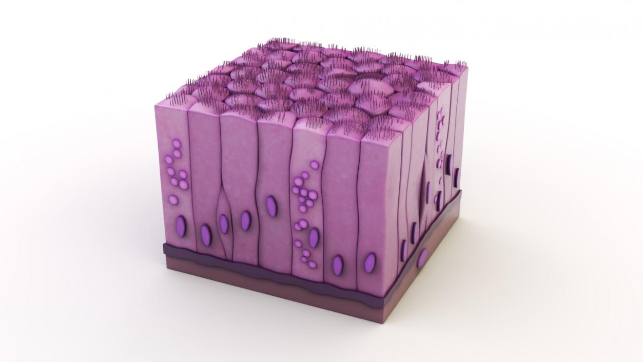 3D Ciliated Epithelium 2