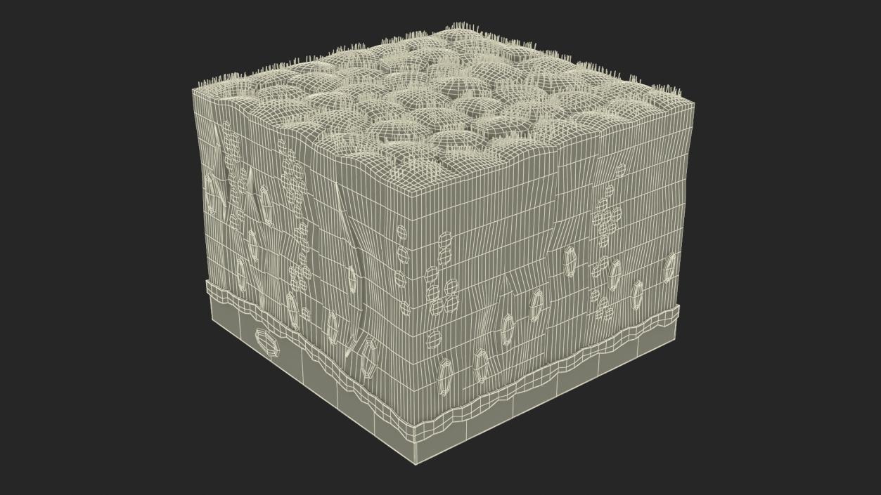 3D Ciliated Epithelium 2