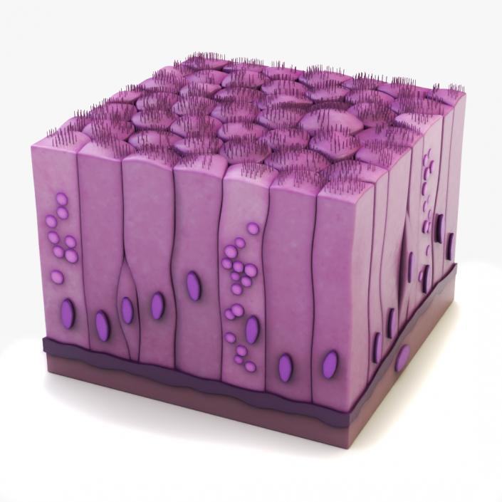 3D Ciliated Epithelium 2