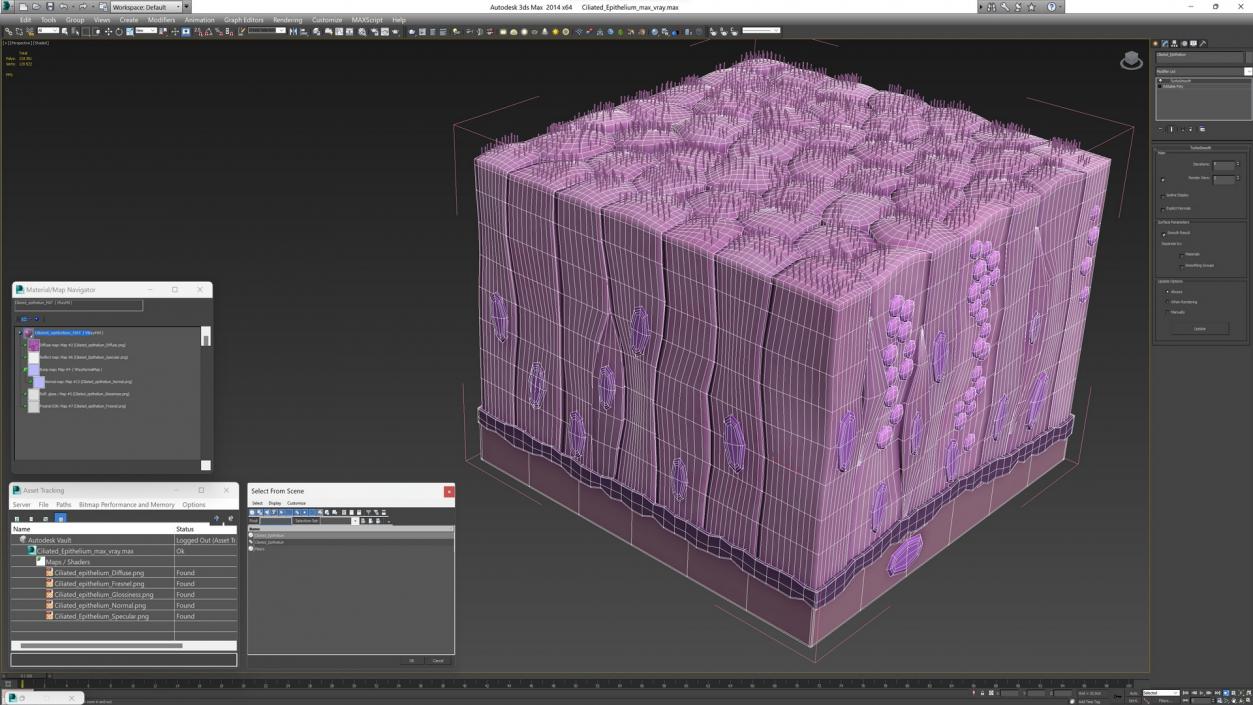 3D Ciliated Epithelium 2