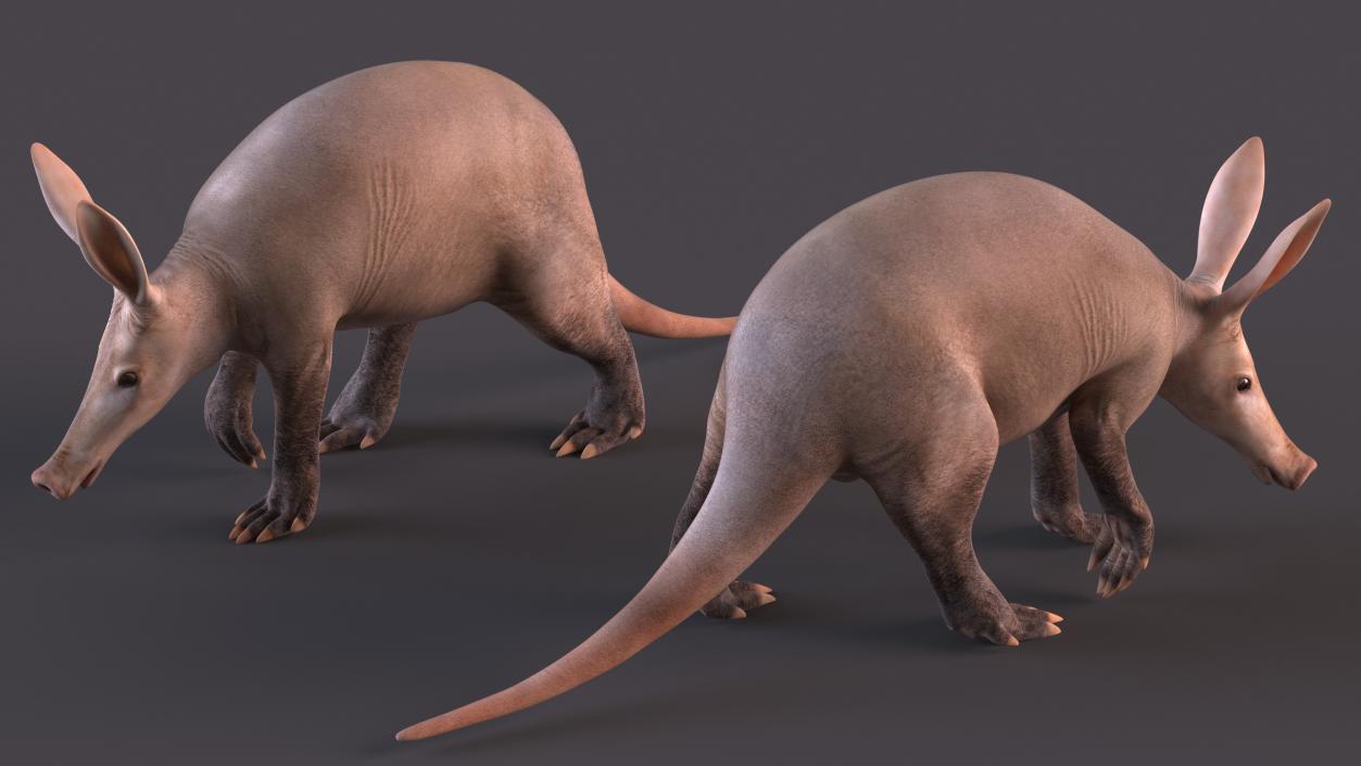 Orycteropus Afer Rigged for Cinema 4D 3D