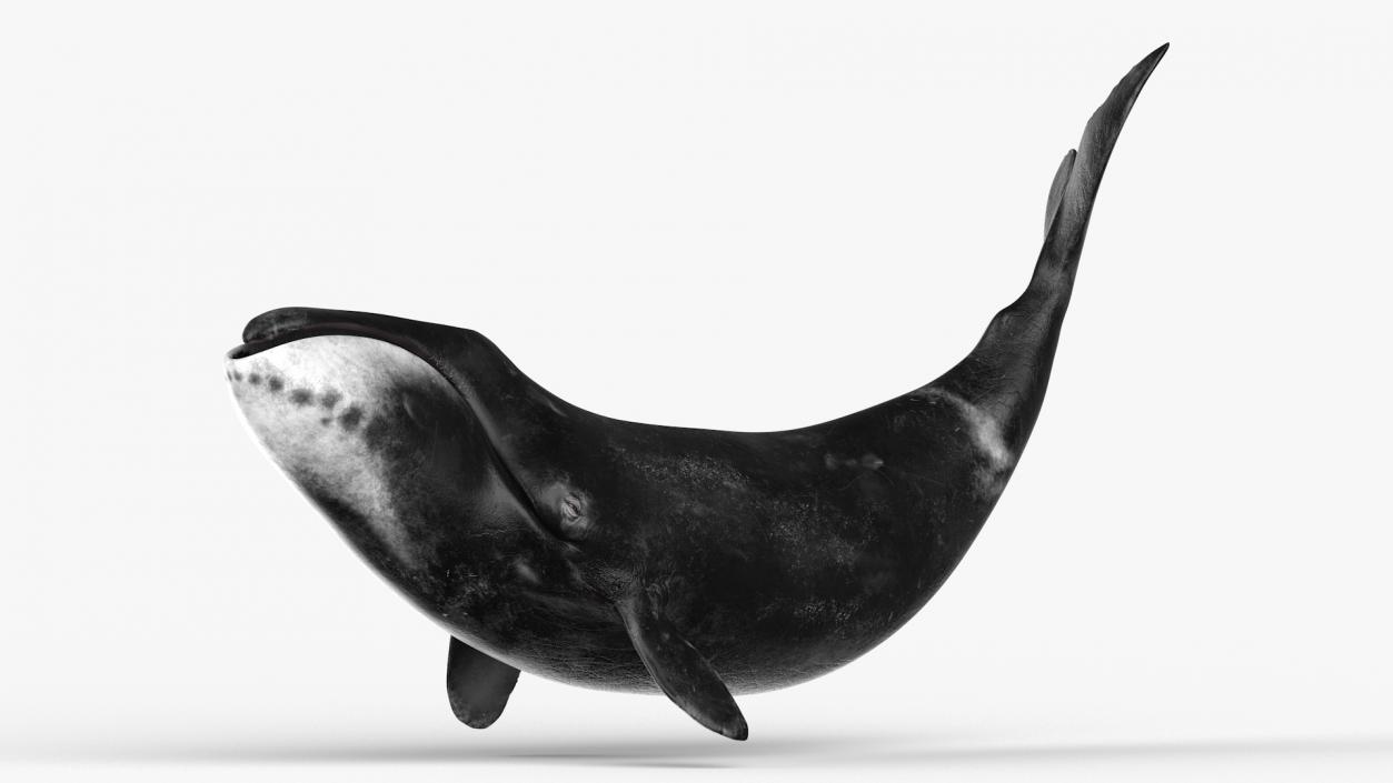 3D Bowhead Whale Swimming Pose Fur