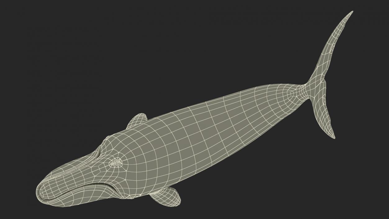 3D Bowhead Whale Swimming Pose Fur