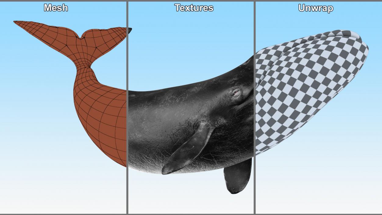 3D Bowhead Whale Swimming Pose Fur