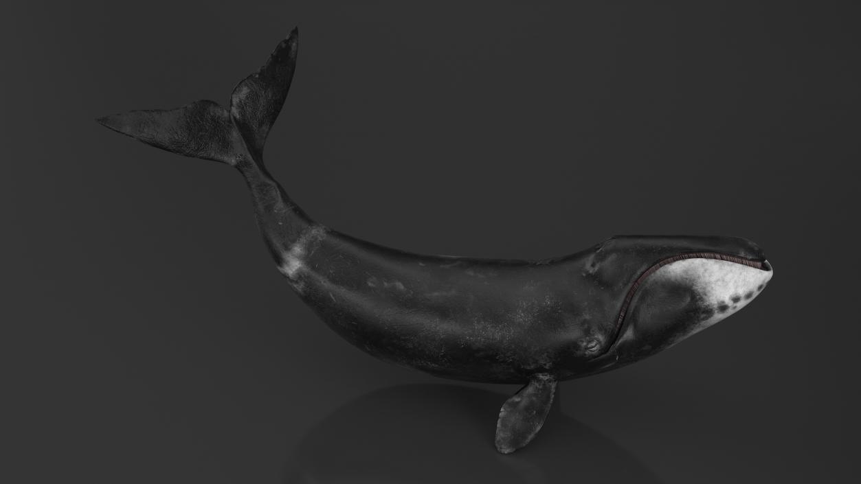 3D Bowhead Whale Swimming Pose Fur