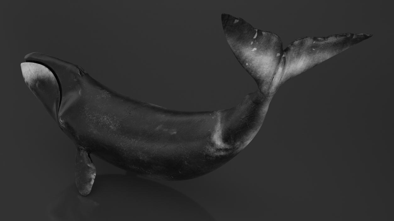 3D Bowhead Whale Swimming Pose Fur