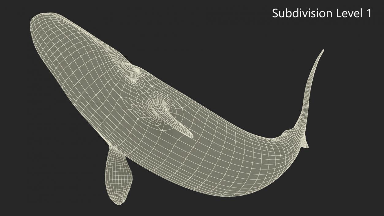 3D Bowhead Whale Swimming Pose Fur