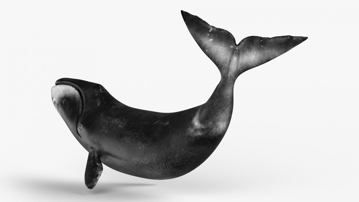 3D Bowhead Whale Swimming Pose Fur